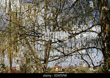 Birkenkätzchen auf Zweig ohne Blätter auf blauem Himmel Hintergrund. Birke catkin als Allergieauslöser, Banner. Stockfoto