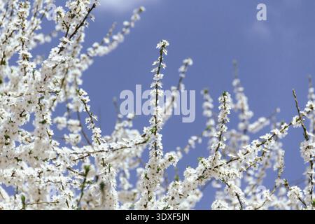 Federkonzept. Kirschblüten auf verschwommenem Hintergrund. Stockfoto