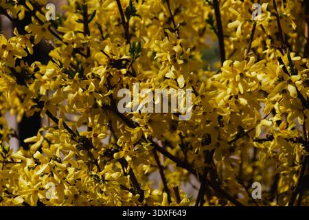 Interessanter Busch mit gelben Blumen Stockfoto