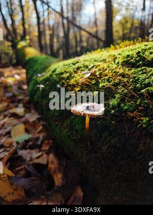 Kleiner Pilz, der auf einem moosigen Baumstamm im Herbstwald wächst. Eine Nahaufnahme eines Pilzes, der aus einem hellgrünen, moosbedeckten Baumstamm in einem Wald wächst Stockfoto
