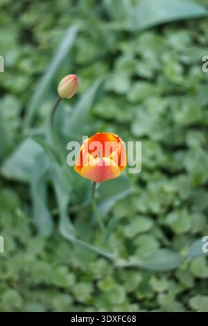 Leuchtend orange rote Tulpenblüten aus einem hohen Blickwinkel. Die Blüte ist scharf im Fokus vor einem weichen, unscharfen grünen Hintergrund aus Blättern. Weich, natura Stockfoto