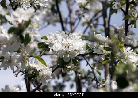 Eine detaillierte Nahaufnahme von zarten weißen Apfelblüten, die auf einem Zweig in hellem Tageslicht blühen. Der Hintergrund zeigt einen weichen blauen Himmel, Crea Stockfoto