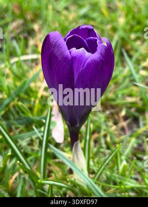 Lila Krokus blüht im Garten Stockfoto