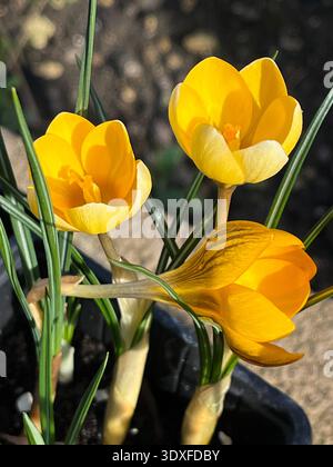 Gelbe Krokusse blühen im Garten Stockfoto