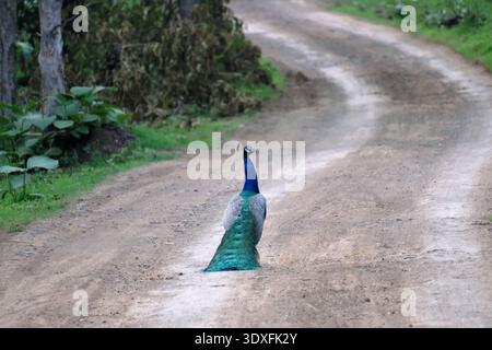Indischer Pfaue (Pfau), der auf einer gewundenen Schotterstraße durch Waldvegetation spaziert, zeigt seinen lebhaften blauen Hals und seine langen grünen Schwanzfedern Stockfoto