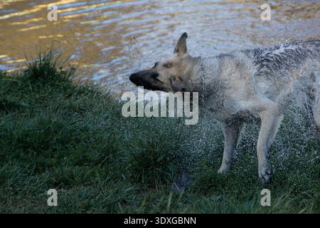 Nasser Schäferhund schüttelt Wasser neben einem Fluss ab, mit Tropfen, die durch die Luft spritzen. Stockfoto