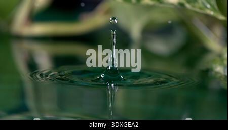 Wassertropfen erzeugen Kräuselungen auf einer ruhigen Wasseroberfläche in einer klaren Umgebung mit Pflanzen, die bei Tageslicht in der Nähe sind Stockfoto