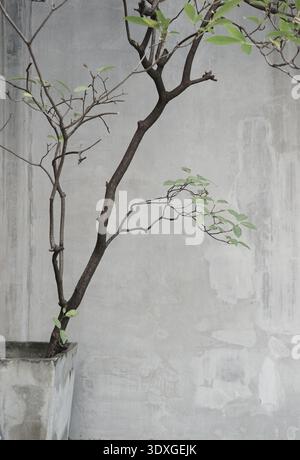 Echte Foto natürliche Pflanze vor graue strukturierte Wand minimaler neutraler Ton Boho Hintergrund Stockfoto