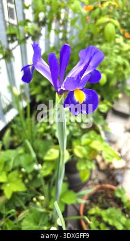 Lila Blume mit gelber Mitte blüht im Terrassengarten. Dekorative Staudenpflanze für dekorative Landschaftsgestaltung und saisonale Blumen Stockfoto