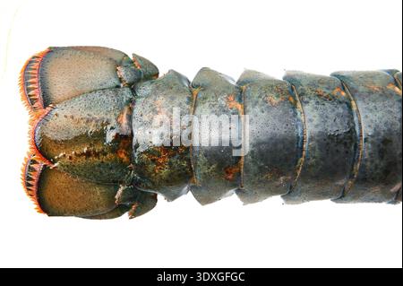 Rohes karibisches Steinhummer-Schwanzsegment mit strukturierter Schale, frischen Meeresfrüchten und gehobener Küche Stockfoto