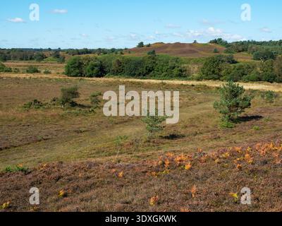 Heidegebiet auf Whitcombe Vale mit Tadnoll Barrow Beyond, Tadnoll and Winfrith Nature Reserve, Dorset Wildlife Trust Reserve, Dorset, England, Großbritannien, Septe Stockfoto