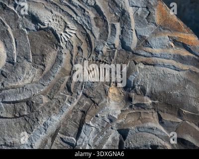 Fossilien in Kimmeridge Clay, Kimmeridge Bay, Isle of Purbeck, Dorset, England, Großbritannien, März 2022 Stockfoto