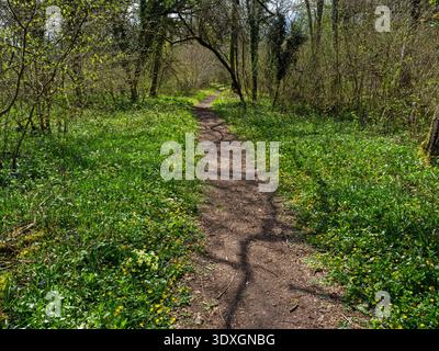 Wanderweg durch Wälder, Garsten Wood RSPB Reserve, Sixpenny Handley, Dorset, England, Vereinigtes Königreich, April 2022 Stockfoto