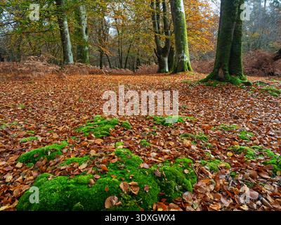 Moosbedeckte Baumwurzeln in Laubwäldern im Herbst, Mark Ash Wood, New Forest National Park, Hampshire, England, Großbritannien, November 2024 Stockfoto