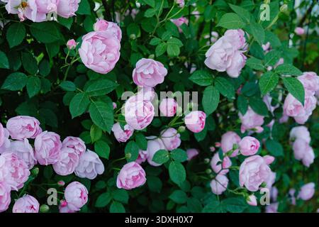 Üppiger Busch von Felicia hellrosa Moschusrose in voller Blüte, viele zarte duftende Blumen und Knospen auf grünem Hintergrund, schöne romantische Gartenszene, Stockfoto
