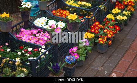 Bunte Blumentöpfe in Körben auf dem Markt im Freien Stockfoto