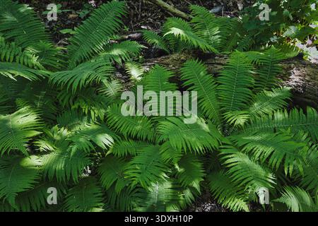 Üppig grüne Farnblätter in einem dichten Wald mit komplizierten Texturen und lebendigen natürlichen Mustern in einer wilden Umgebung. Stockfoto