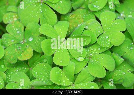 Eine Nahaufnahme des hellgrünen Laubs von Oxalis articulata, rosa Sauerampfer, mit Wassertropfen. Stockfoto