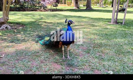 Ein Pfau auf Gras in einem Park in Sevilla, Spanien Stockfoto
