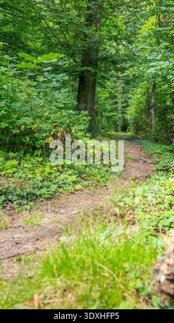 Eine flache Perspektive auf einen friedlichen Feldweg, der sich durch einen dichten grünen Wald schlängelt, mit einem strukturierten Holzstumpf im Vordergrund. Stockfoto