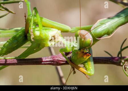 Die betende Mantis (Mantis religiosa) ernährt sich von einer Heuschrecke in La Garrotxa, Katalonien, Spanien. Stockfoto