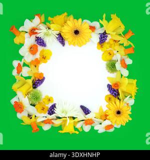 Floraler Frühlingsrand Hintergrund mit frischen Gartenblüten auf grünem Hintergrund mit weißem Kopierraum. Frühlingssaison-Anordnung von bunten Blumen. Stockfoto