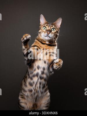 Verspielte neugierig aussehende bengalische Katze, die auf Hinterbeinen steht und die Kamera vor braunem Hintergrund betrachtet Stockfoto