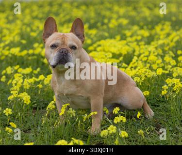 Eine braune französische Bulldogge sitzt auf einem Feld von hellen sauren Grasblüten. Stockfoto