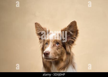 Ein brauner und weißer Rand Collie steht aufrecht und blickt ruhig in die Kamera. Stockfoto