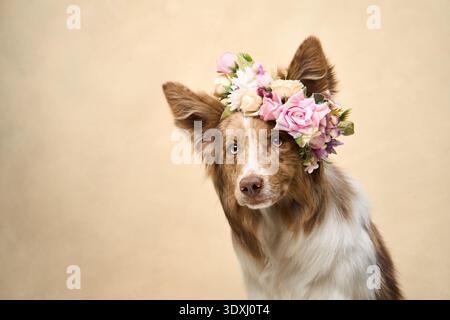 Ein Border Collie trägt eine Blumenkrone und blickt ruhig nach vorne in einem neutralen Studio. Stockfoto