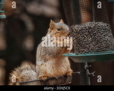 Eichhörnchen, das Samen aus einem Vogelfutter im Hinterhof isst, zeigt das Verhalten der Tierernährung in einer natürlichen Umgebung im Freien Stockfoto