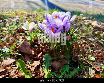 Schöne violette Krokusblüten wachsen auf dem trockenen Gras, das erste Zeichen des Frühlings. Saisonaler osterhintergrund Stockfoto