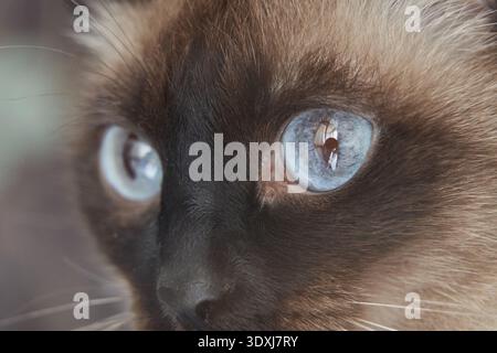 Nahaufnahme einer siamkatze mit auffälligen blauen Augen und detaillierter Fellstruktur. Stockfoto