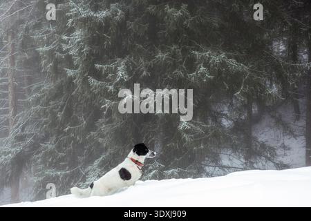 Kleiner schwarzer und weißer Hund mit rotem Kragen, der in tiefem Schnee vor einem nebeligen Hintergrund des Winterwaldes steht. Kommerzielles Lifestyle-Bild geeignet für Stockfoto