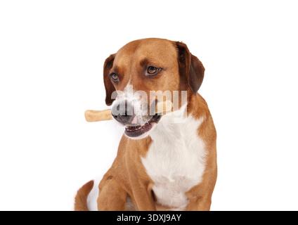 Isolierter Hund mit Rohhautkauknochen. Niedlicher Welpe mit Zahnkauen. Hundeanreicherung, Ressourcenschutz und zahnmedizinisches Konzept. Weibliche Harrie Stockfoto