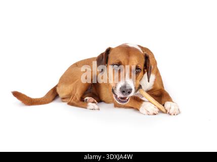 Glücklicher Hund, der Kaustock auf weißem Hintergrund isst. Der ganze Körper eines mittelgroßen Hundes, der einen Rohlederstab kaut. Mentale Bereicherung und Hundezahnreinigung. Fema Stockfoto