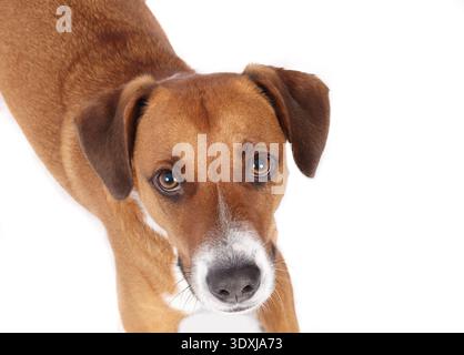 Isolierter Hund, der in die Kamera schaut. Hochwinkelansicht des Hündchenkopfes, der beim Liegen starrt und um Nahrung oder Aufmerksamkeit bittet. Weibliche Harrier-Mischung, kurz ha Stockfoto