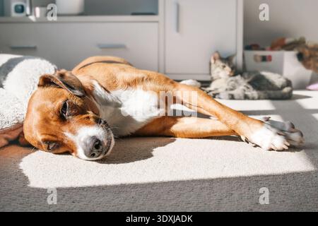 Hund und Katze liegen auf Teppich im Fenster des Wohnzimmers. Zwei gebundene Katzen und Hunde, die zusammen sonnen oder dösen. Haushalt mit mehreren Haustieren und Co-existierende p Stockfoto