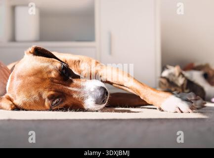 Hund liegend auf Teppich am Fenster im Wohnzimmer mit defokussierter Katze. Entspannter Hund und Katze, die zusammen sonnen oder dösen. Haushalt und Koexistenz für mehrere Haustiere Stockfoto