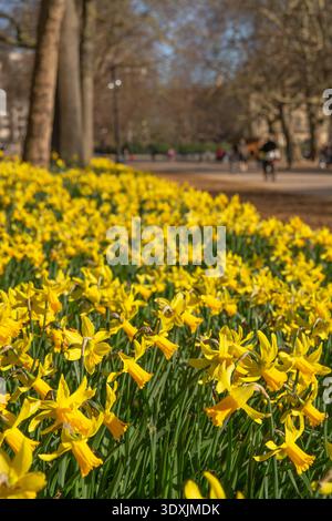 FrühlingsNarzissen blühen im Hyde Park im März, London, England Stockfoto