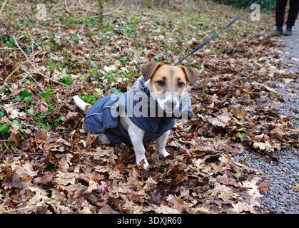 Ein junger Jack Russell Terrier mit grauem Wintermantel und Pelzkragen sitzt auf einem Bett aus trockenen, braunen Blättern. Es ist an der Leine, mit einem Teil des Pfades Stockfoto