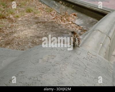 Urbane Tierwelt Porträt eines kleinen Spatzes, der auf einer Steinbrüstung thront und an einem klaren, hellen Herbsttag über einen Stadtpark blickt. Stockfoto