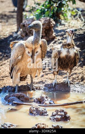 Nahaufnahme der indischen und schwarzen Geier in der Nähe der Victoria Falls in Simbabwe Stockfoto