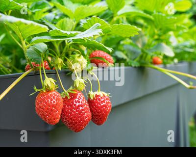 Nahaufnahme von Reifen Erdbeeren (Fragaria x anananassa), die an einem Gartenbehälter hängen. Die Sorte, die ständig frische rote Früchte aus den Stockfoto