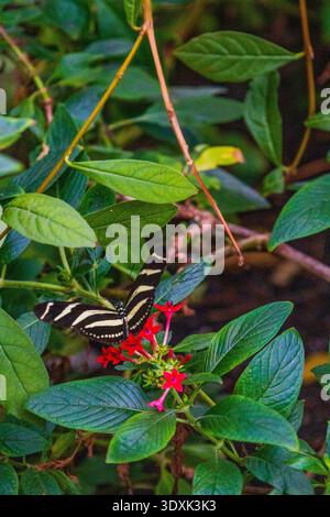 Schwarz-weißer Zebra-Langflügel-Schmetterling auf hellroten tropischen Blumen, umgeben von üppigen grünen Blättern in natürlichem Gartenlicht. Stockfoto