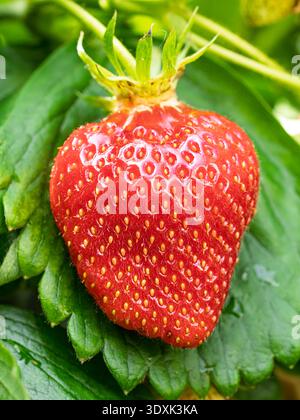 Reife Erdbeere (Fragaria x ananassa) auf grünen Blättern. Frische rote Früchte mit sichtbaren Samen, die auf der Pflanze in natürlicher Umgebung wachsen. Stockfoto