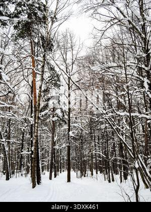 Skipiste und Pfad im Pinienhain im verschneiten Wald des Stadtparks am Winterabend nach Schneefall Stockfoto