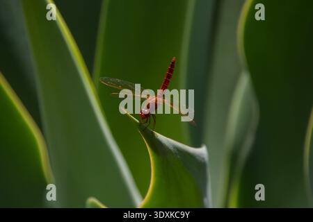 Januar 2026. Nahaufnahme einer rotgeäderten fallenden Libelle, die sich an einem Agavenblatt festhält. Quelle: Vuk Valcic/Alamy Stockfoto
