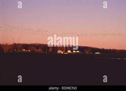 Kanadische Gänse, die bei Sonnenuntergang über Winterlandschaften ziehen; Pennsylvania; USA Stockfoto