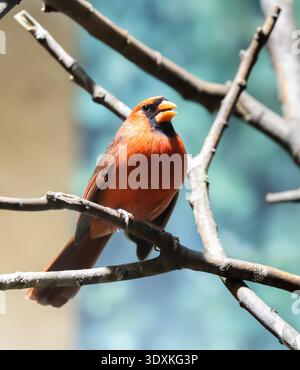 Männlicher oder weiblicher Vogel mit bunten Farben - nördlicher Kardinal Stockfoto